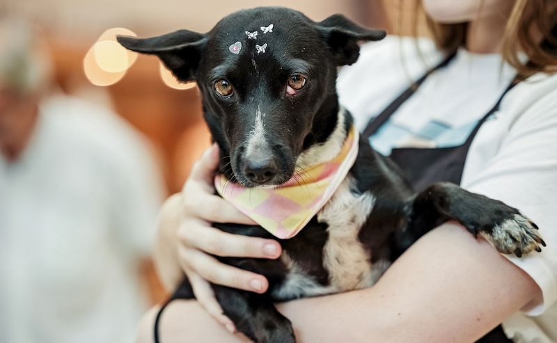 Dê um novo lar a um cãozinho neste sábado no Garten Shopping